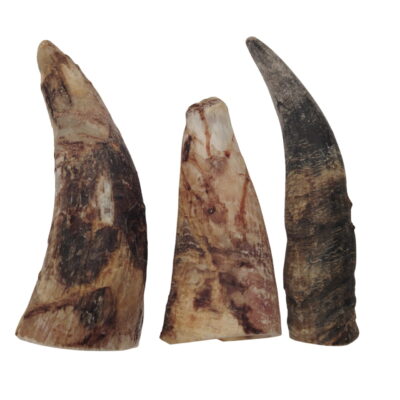 Corne de Bœuf Grande