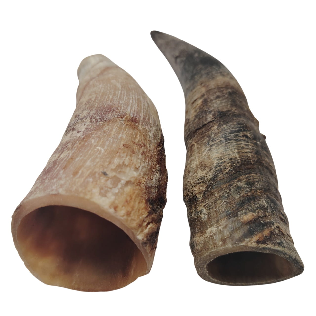 Corne de Bœuf Grand