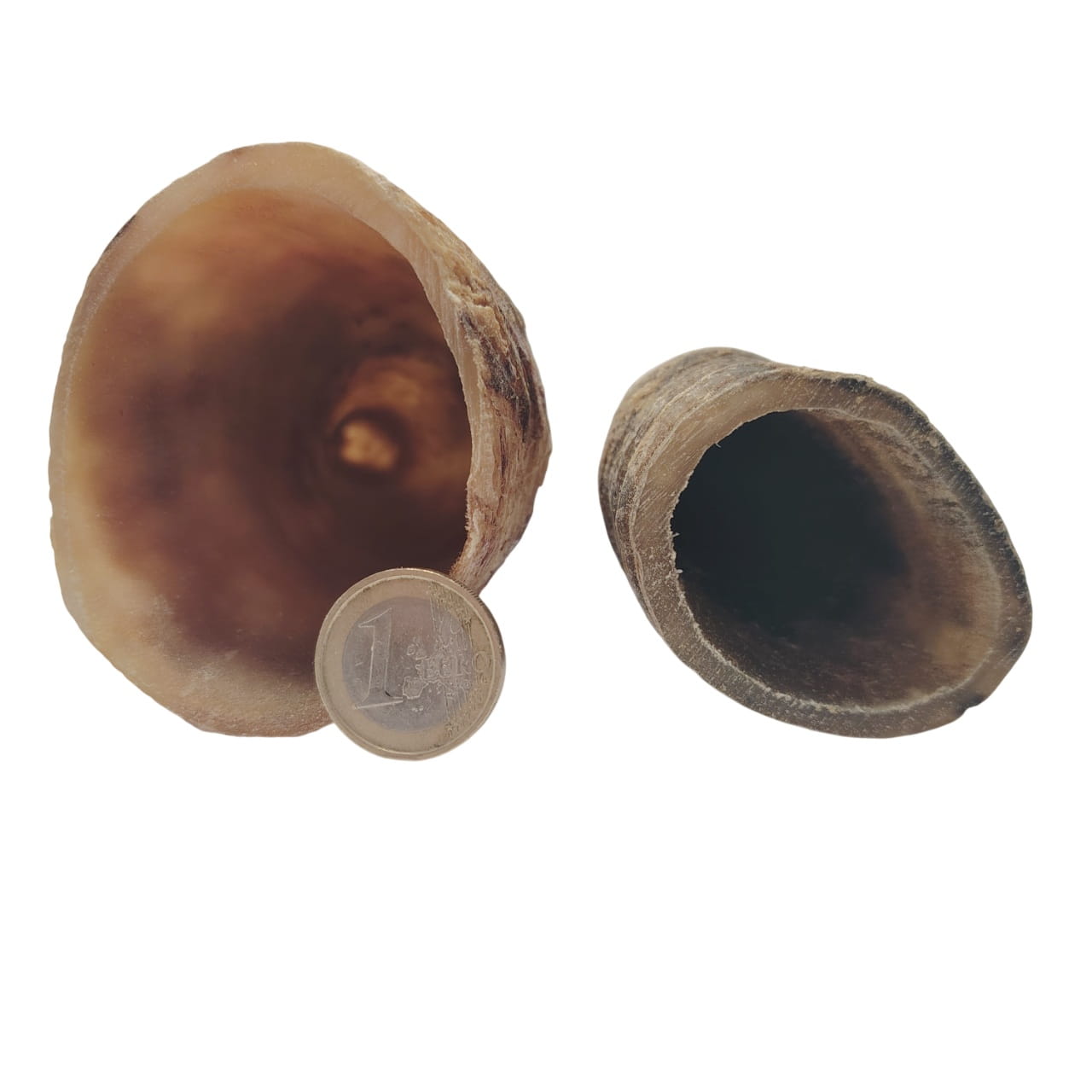 Corne de Bœuf Grand