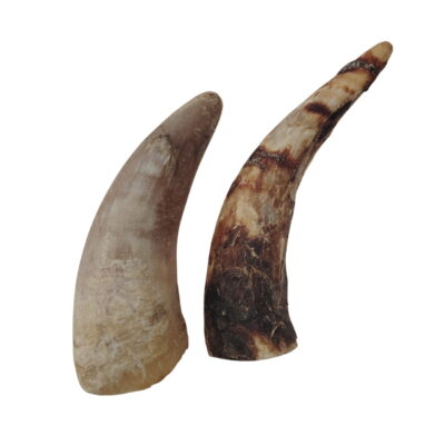 Corne de Bœuf Petite