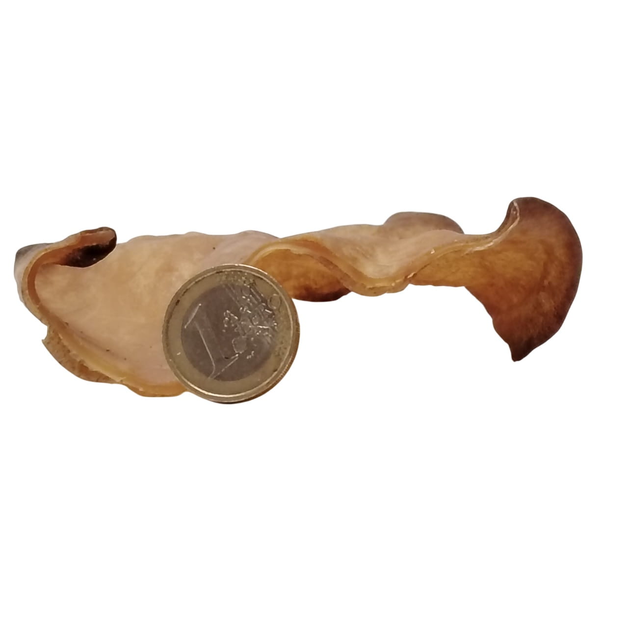 Oreilles de Bœuf Plate