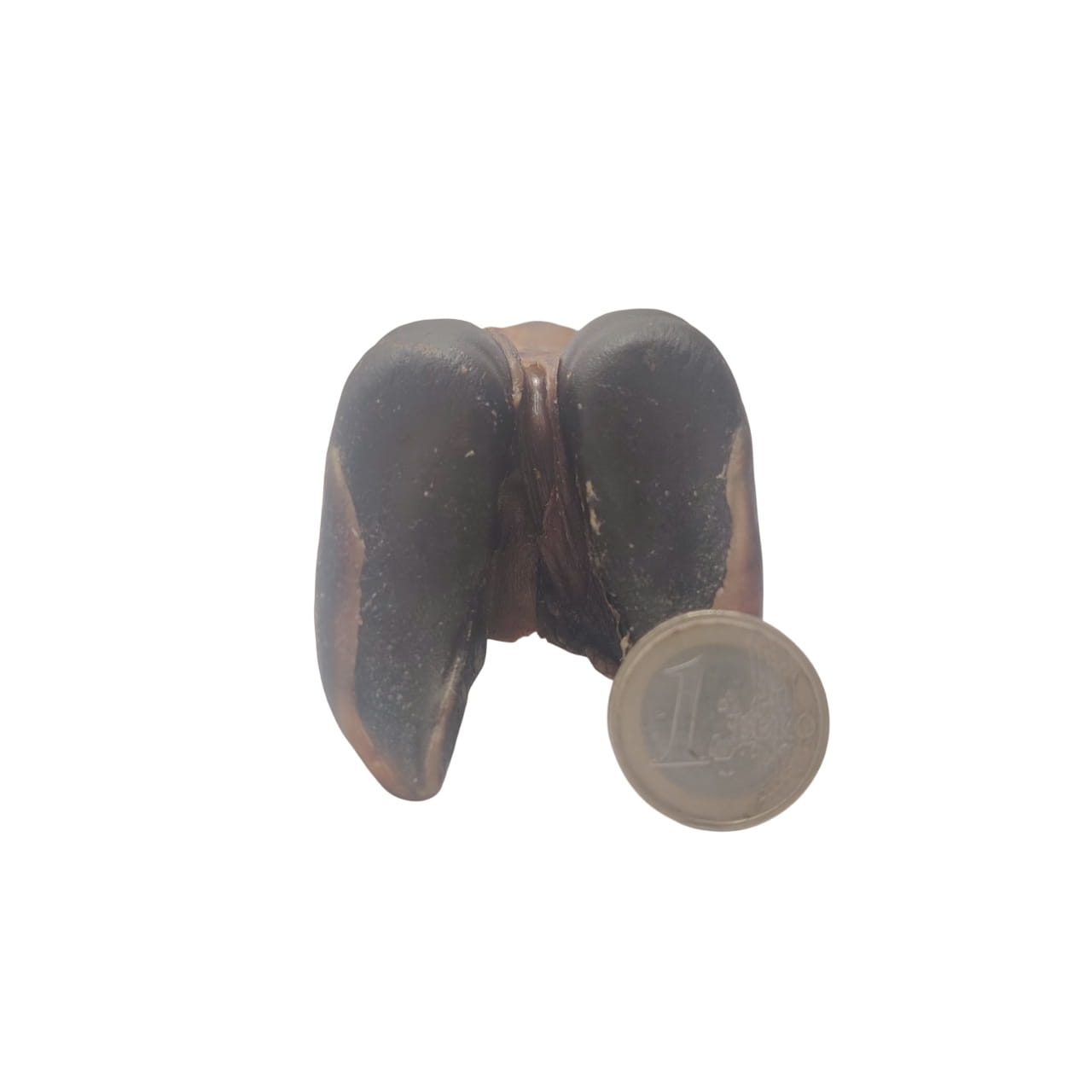 Pied d'Agneau avec Œsophage