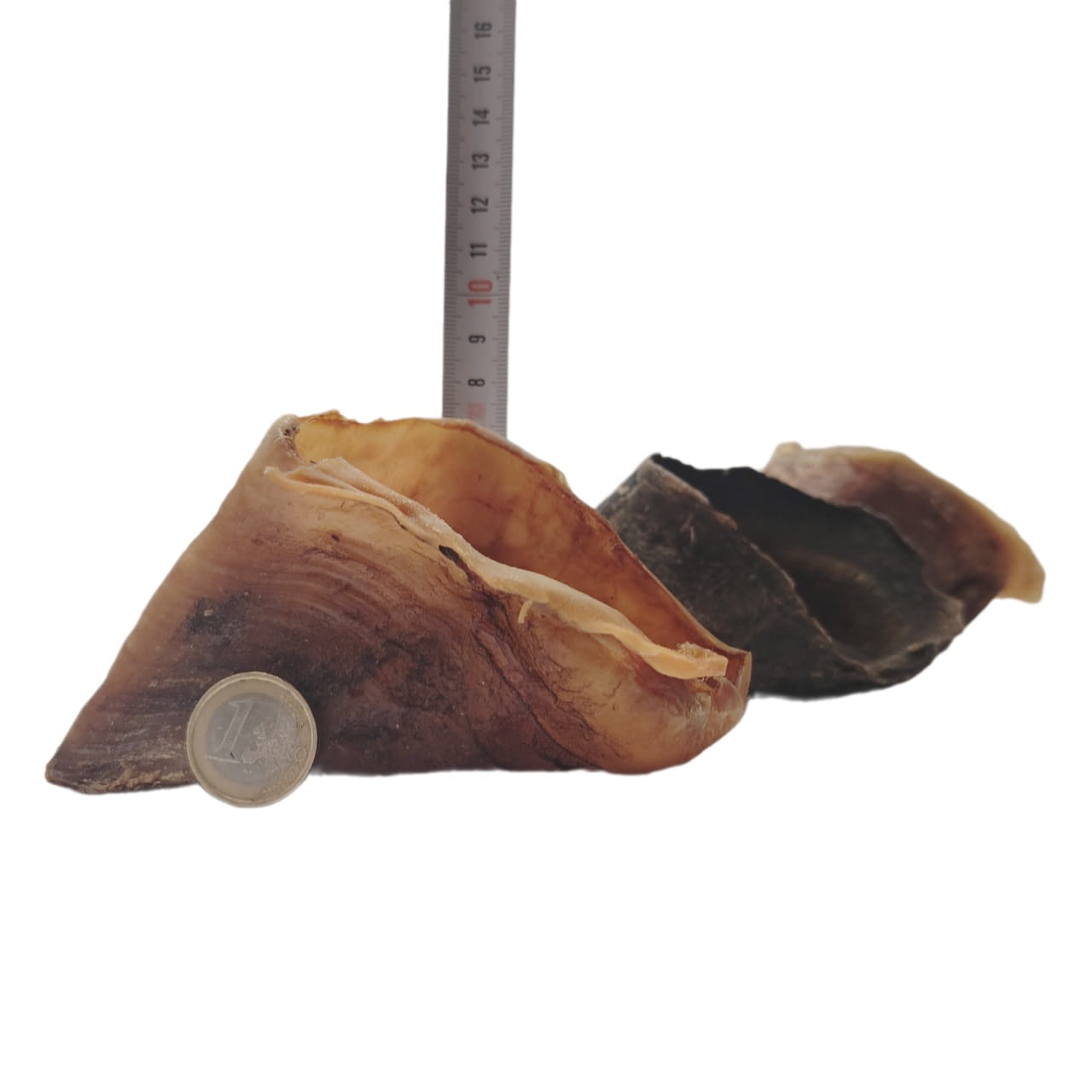 Sabot de Bœuf Sabot de Bœuf