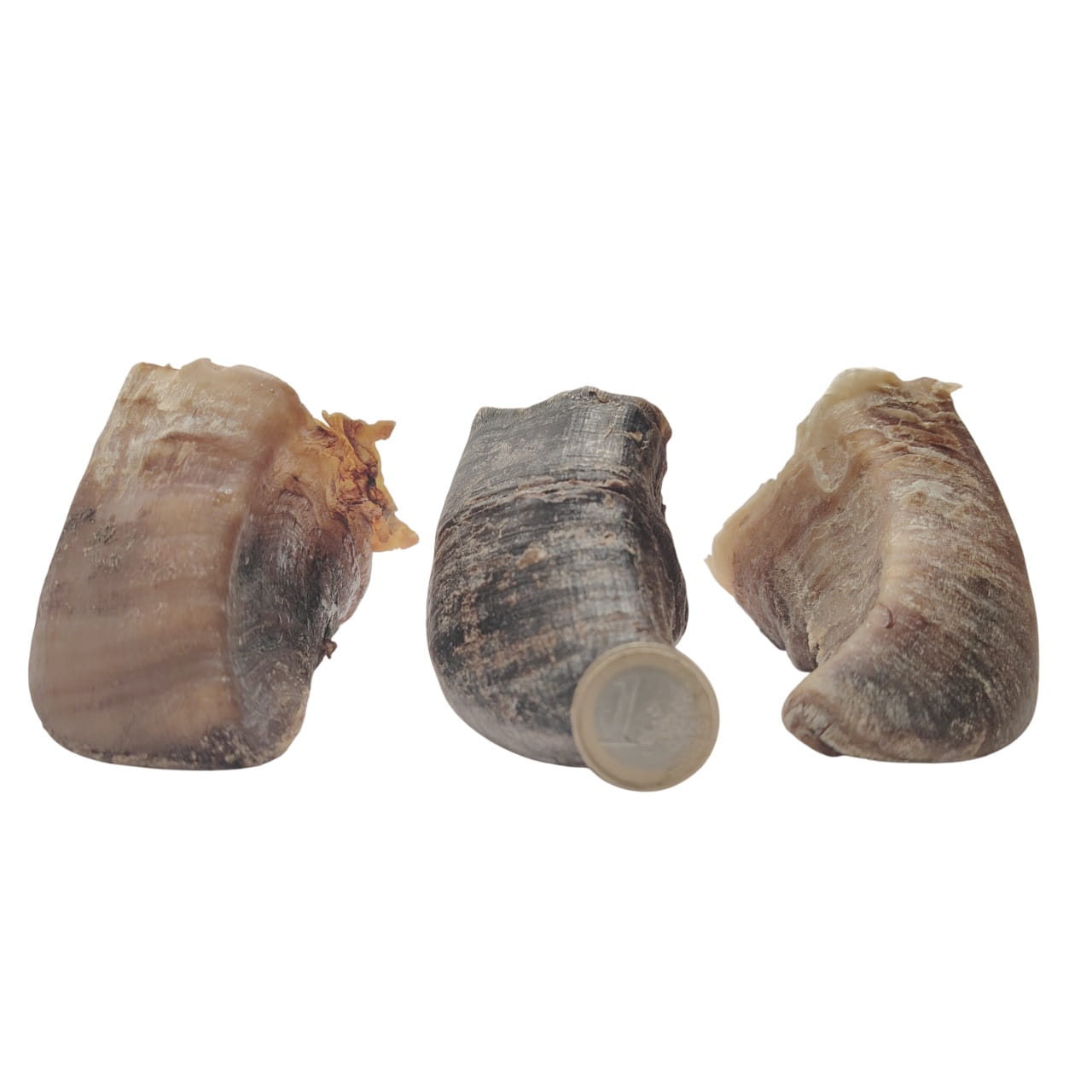 Sabot de Bœuf Sabot de Bœuf