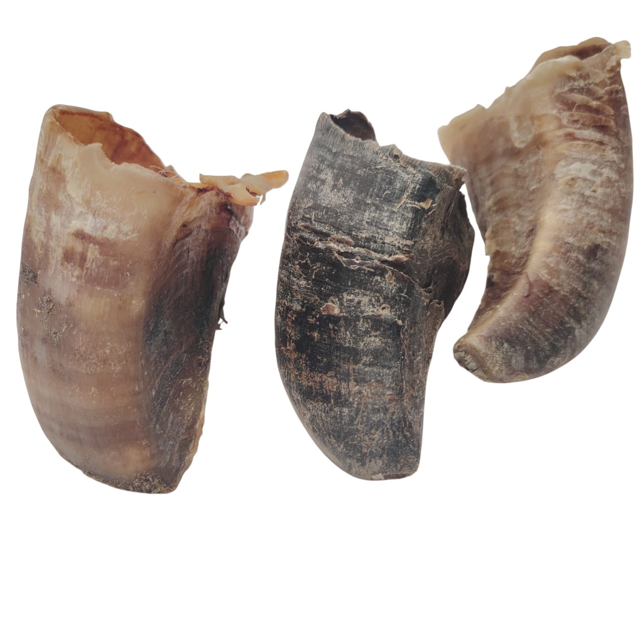 Sabot de Bœuf Sabot de Bœuf