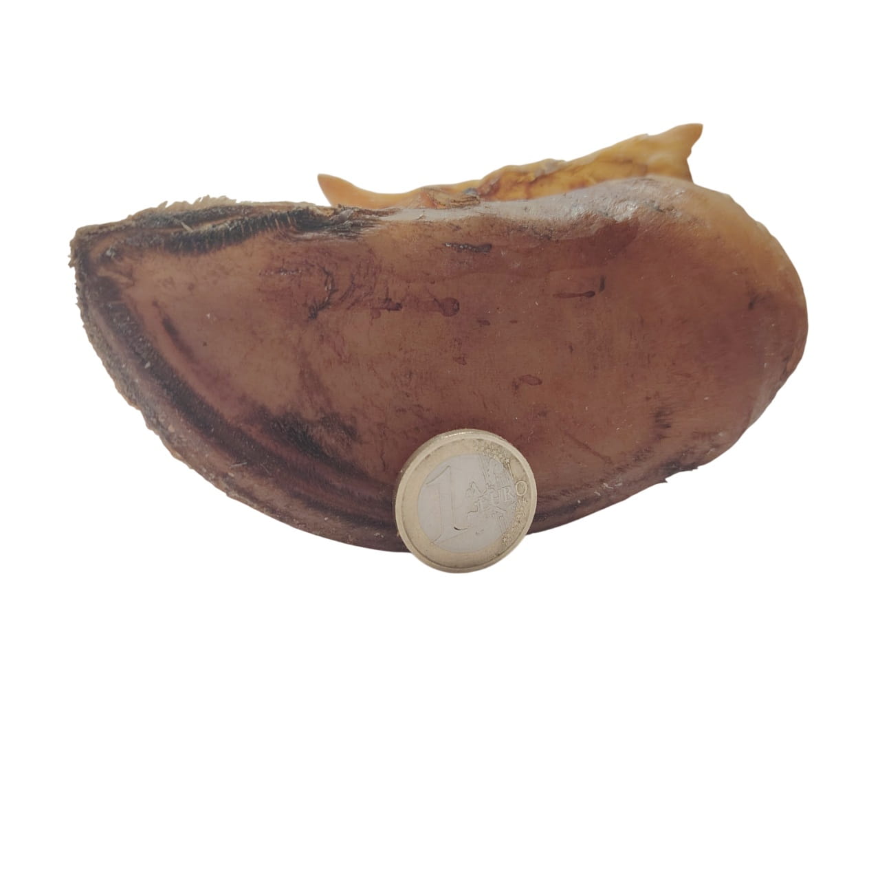 Sabot de Bœuf Sabot de Bœuf