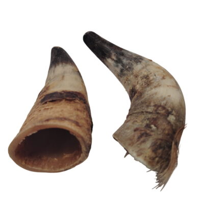 Corne de Bœuf Moyenne