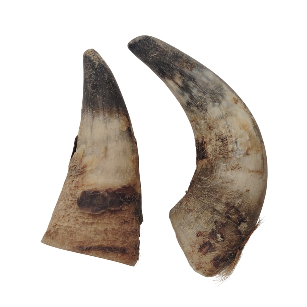 Corne de Bœuf Moyenne