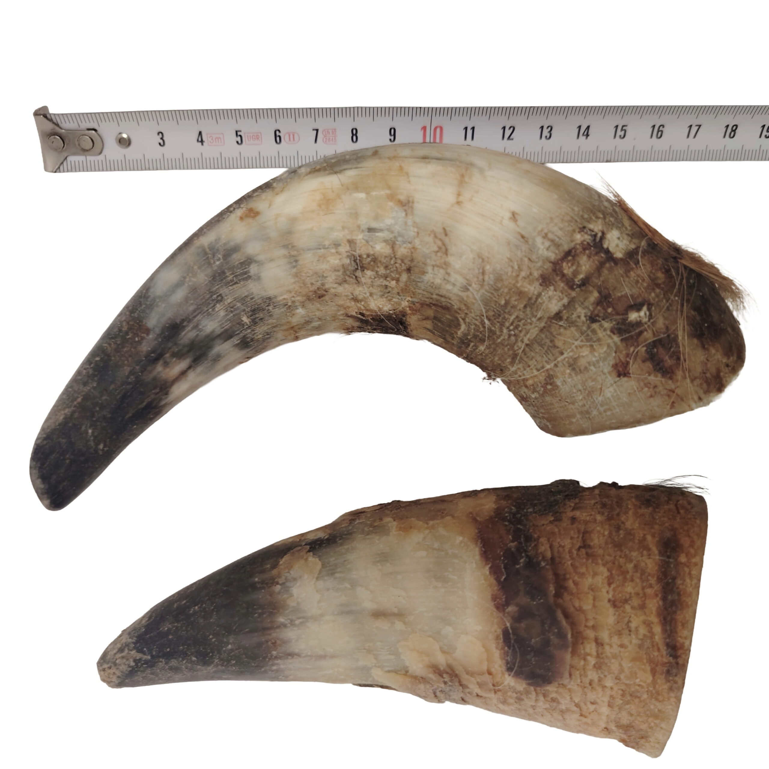 Corne de Bœuf Moyenne