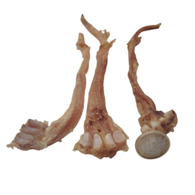 Tendon d'Achille de Chèvre