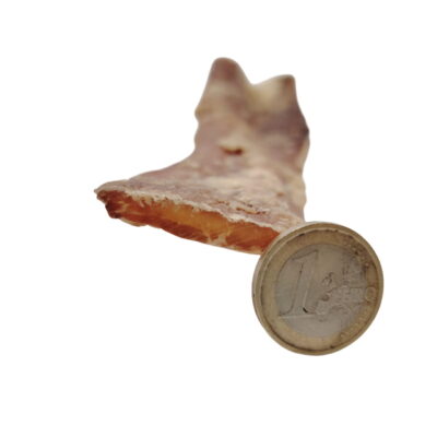 Tendon de Cou de Bœuf 30cm