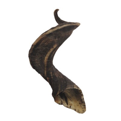 Corne de Mouton Large