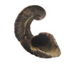 Corne de Mouton Large Corne de Mouton Large