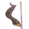 Corne de Mouton Large Corne de Mouton Large