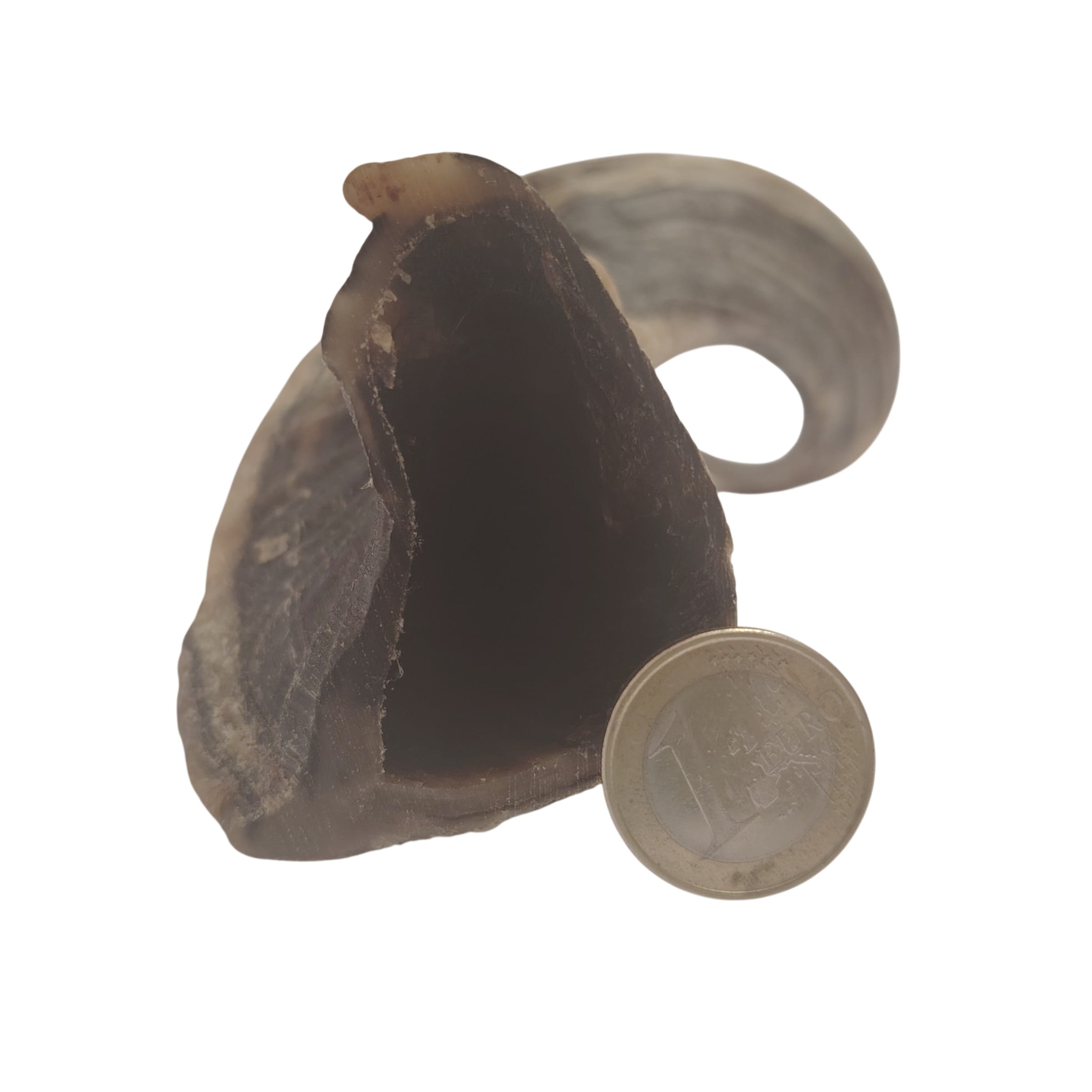 Corne de Mouton Petite Corne de Mouton Petite
