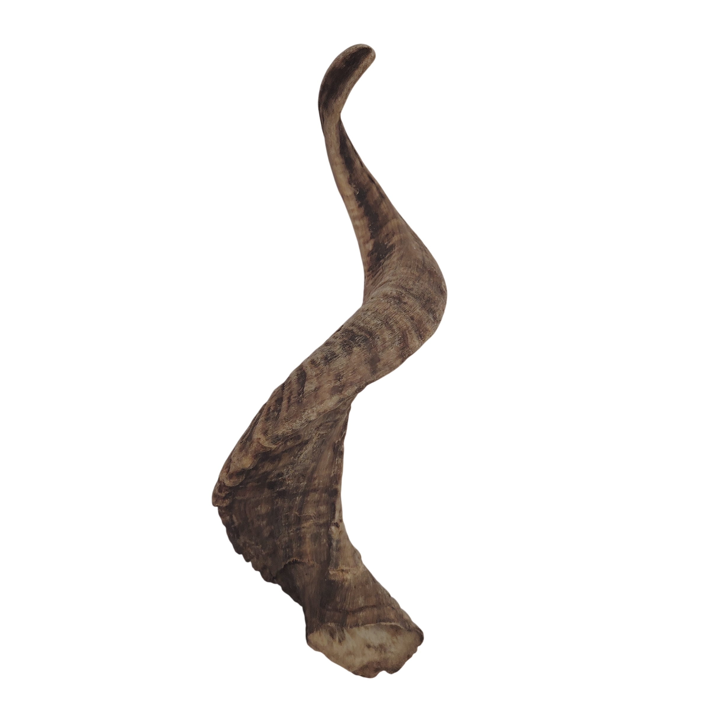 Corne de Mouton XL Corne de Mouton XL