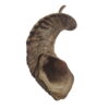 Corne de Mouton XL Corne de Mouton XL