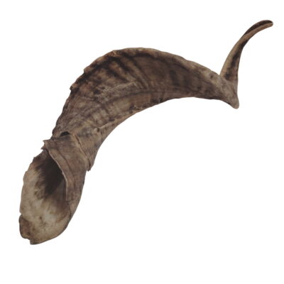 Corne de Mouton XL