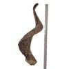 Corne de Mouton XL Corne de Mouton XL