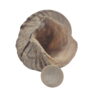 Corne de Mouton XL Corne de Mouton XL
