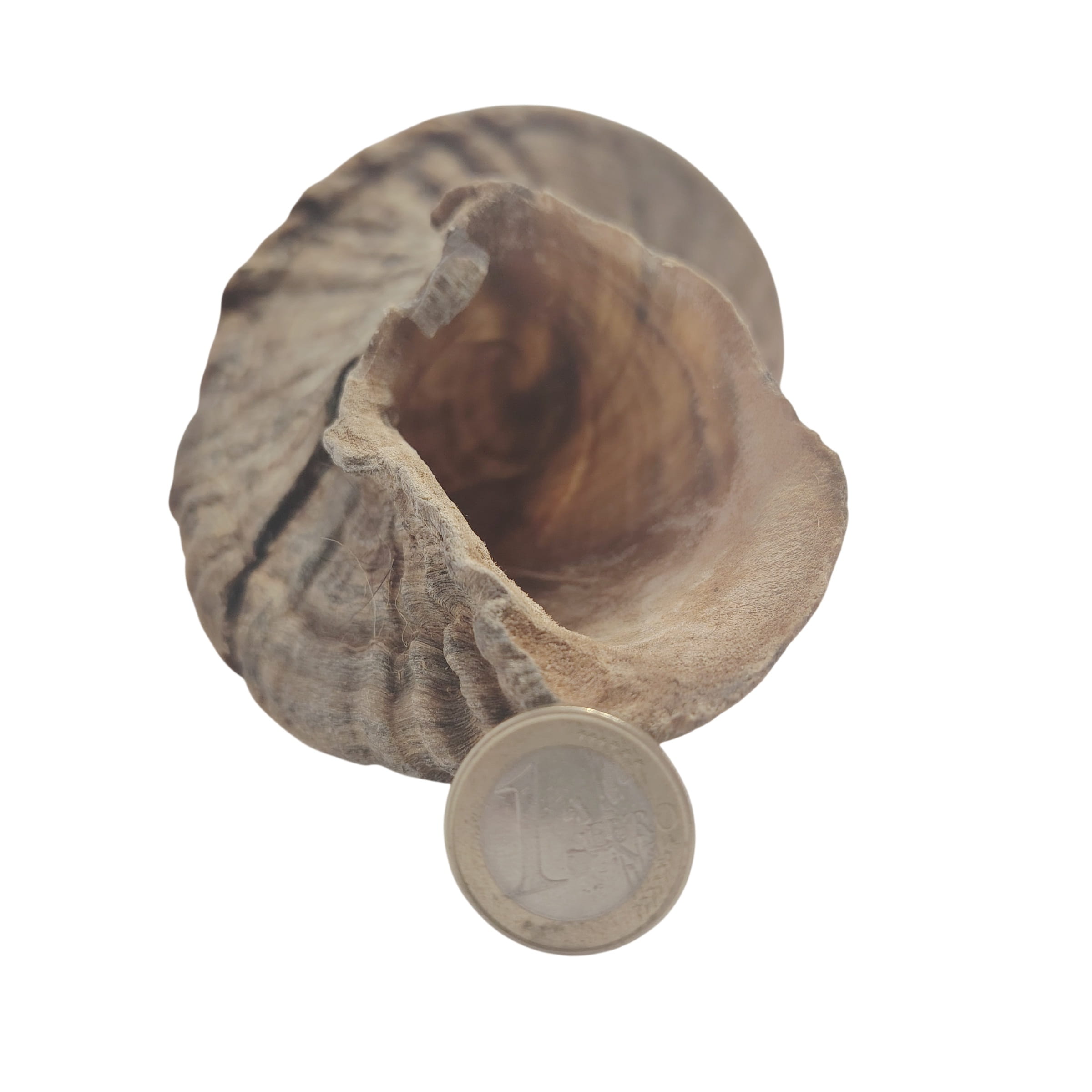 Corne de Mouton XL Corne de Mouton XL