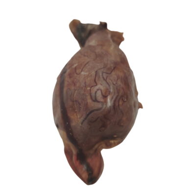 Testicule de Chèvre Rond