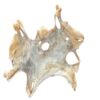 Masque de Peau de Tête d'Agneau